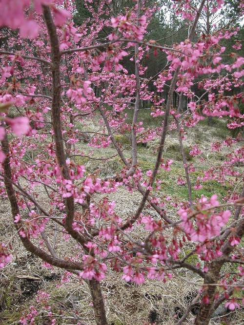 Prydkirsebær (Prunus 'Kursar')